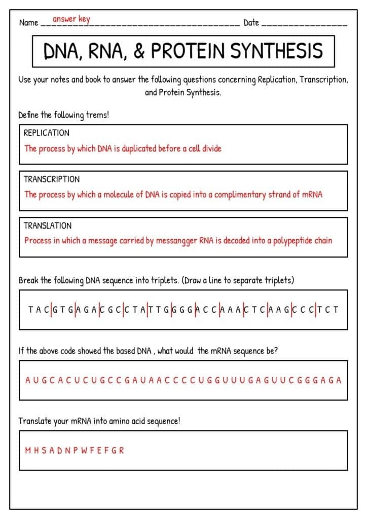 Protein Synthesis Activity Worksheet 1955332 More Protein Synthesis