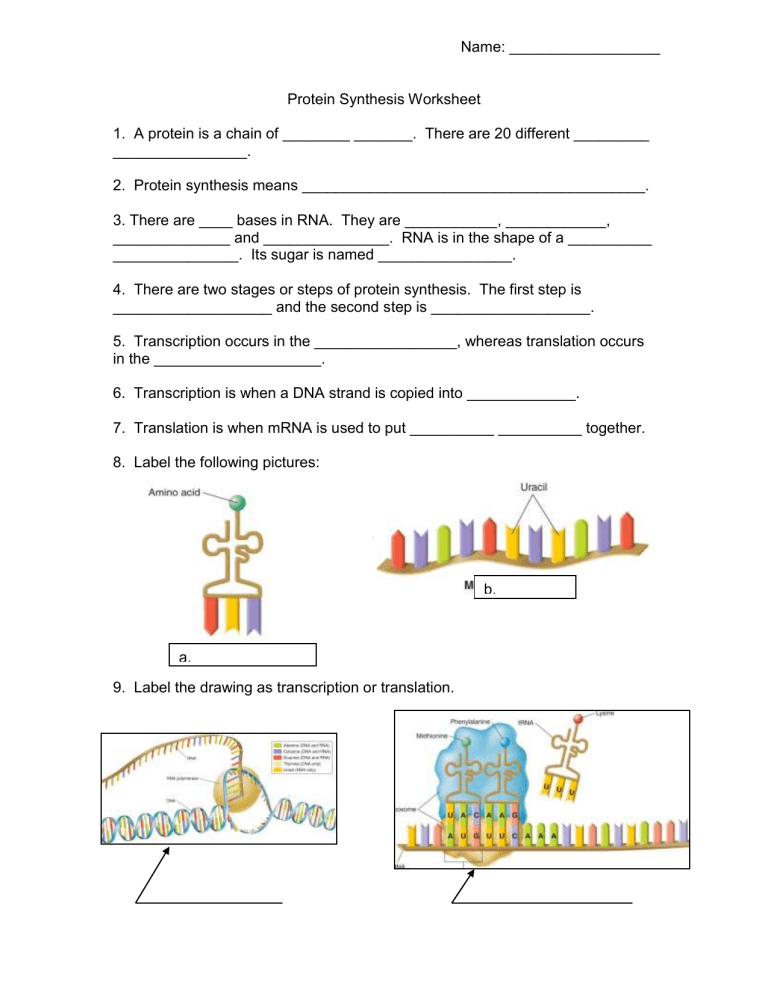 Protein Synthesis Practice Worksheet