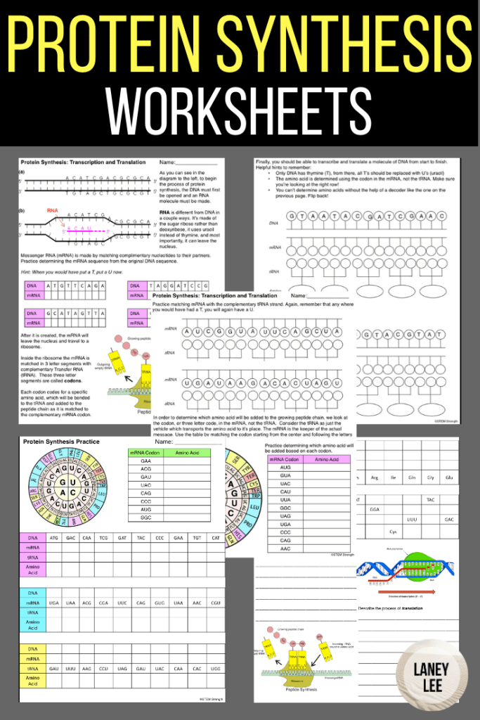 Protein Synthesis Skills Worksheet Interpreting Tables 