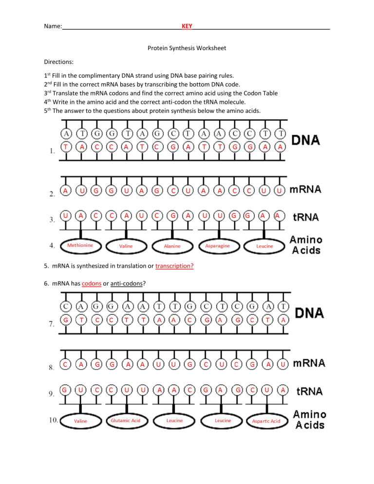 Protein Synthesis Worksheet DNA MRNA TRNA