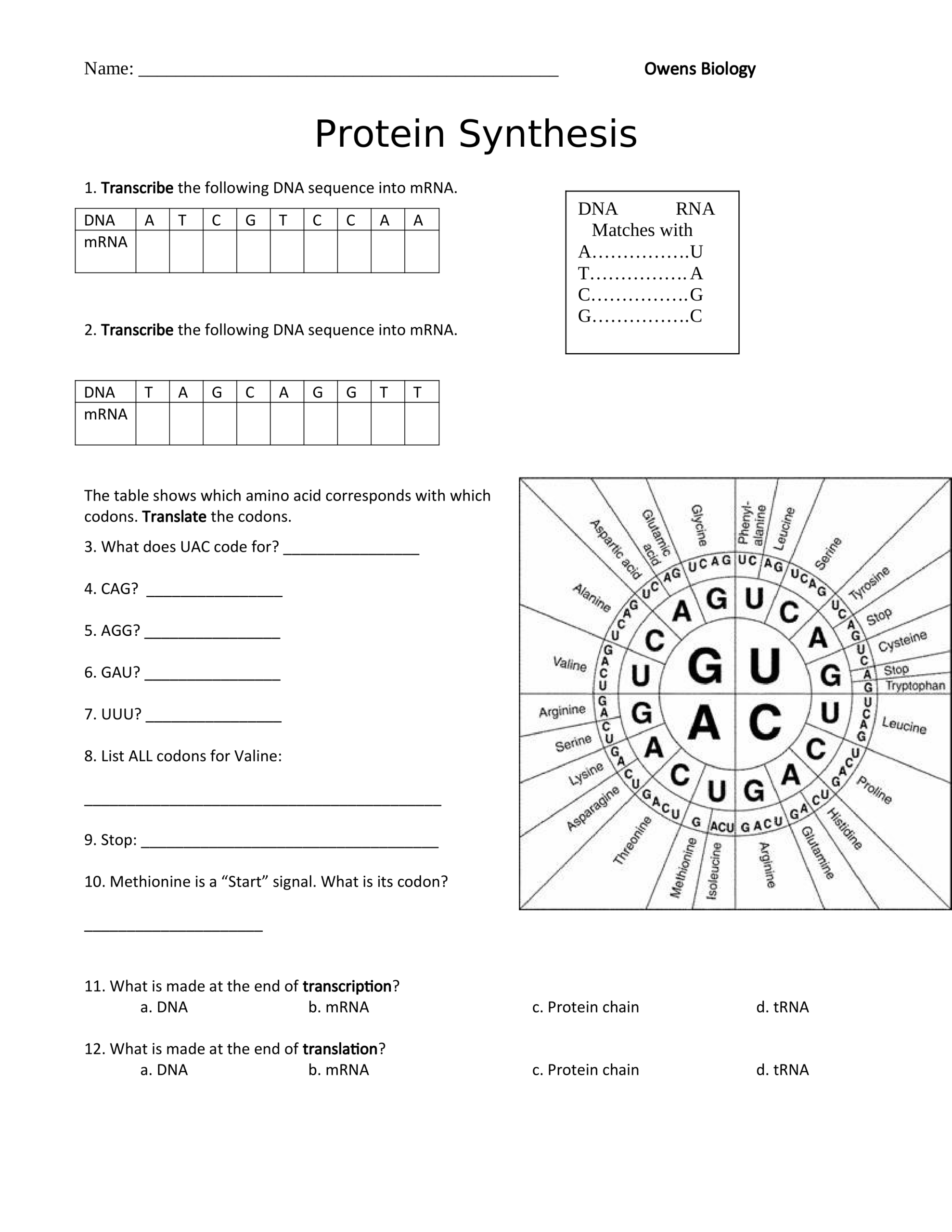 Protein Synthesis Worksheet Protein Synthesis Worksheets Printable And