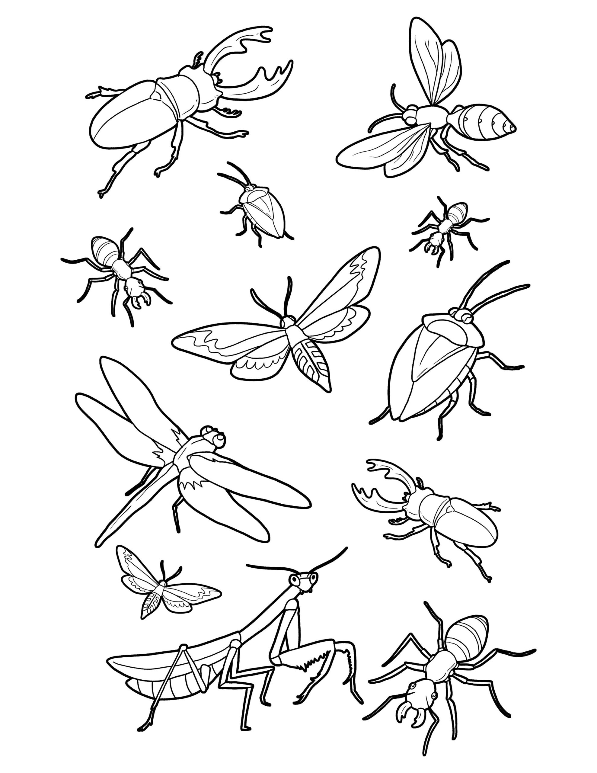 Realistic Bug Coloring Pages Realistic Bug Coloring Pages