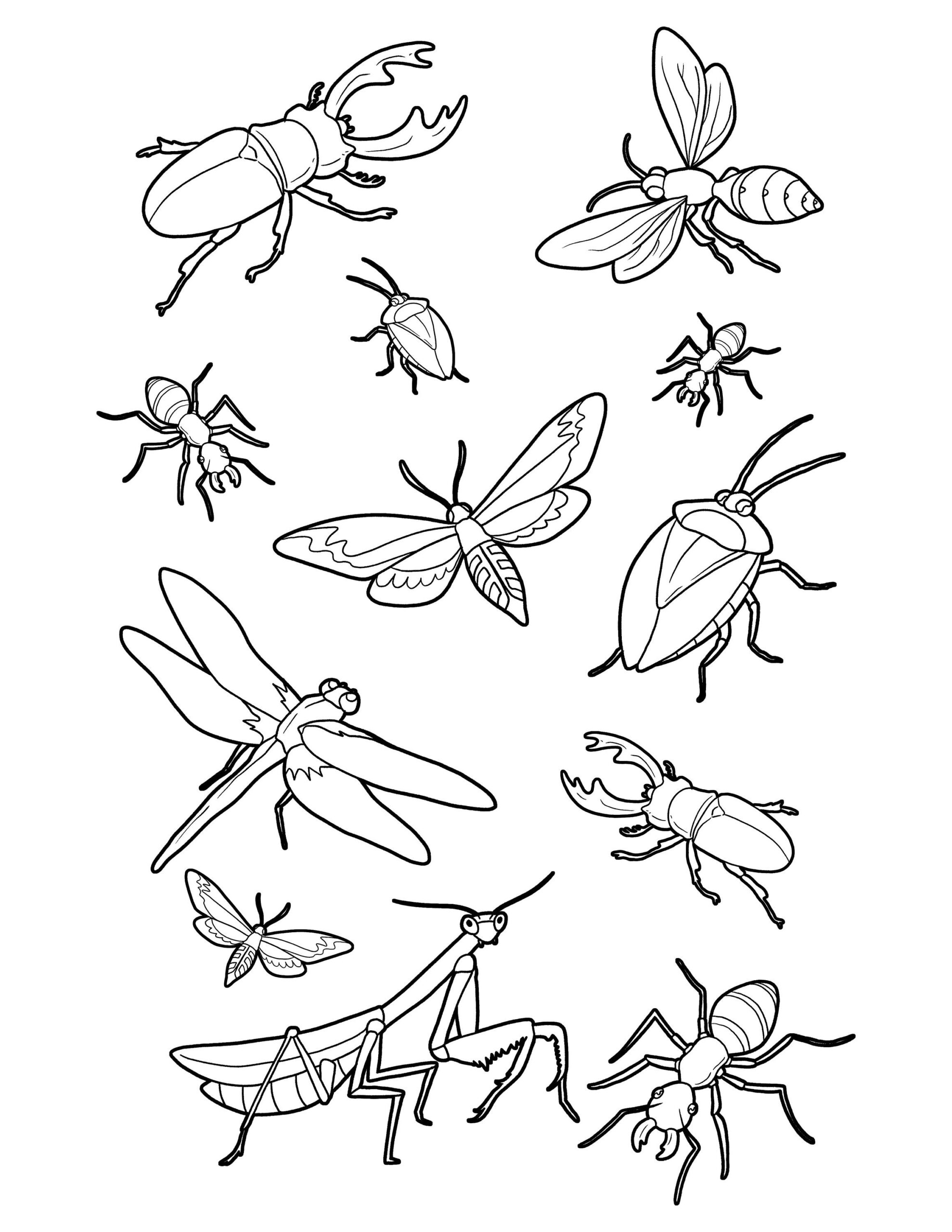 Realistic Bug Coloring Pages Realistic Bug Coloring Pages