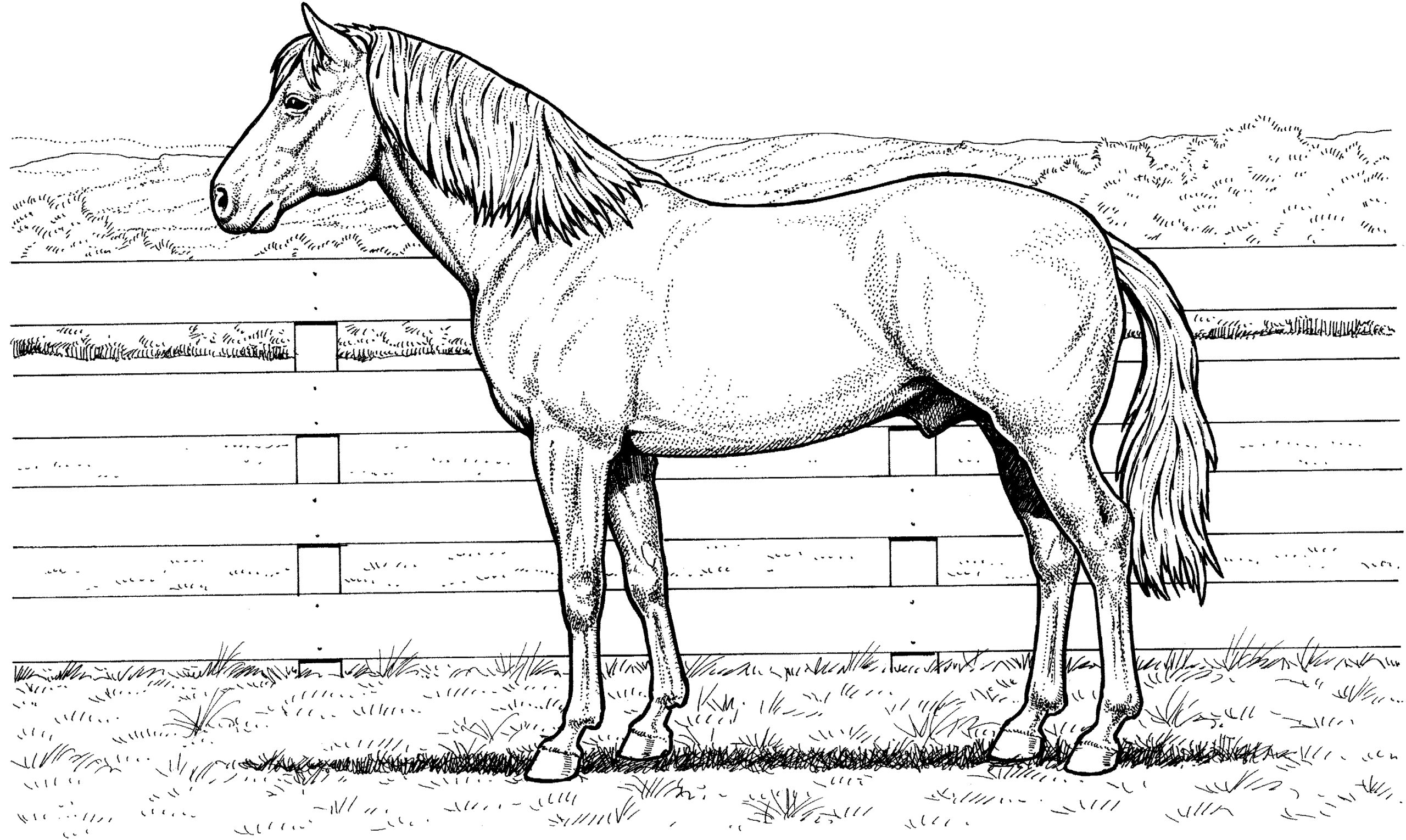 horse coloring pages printable