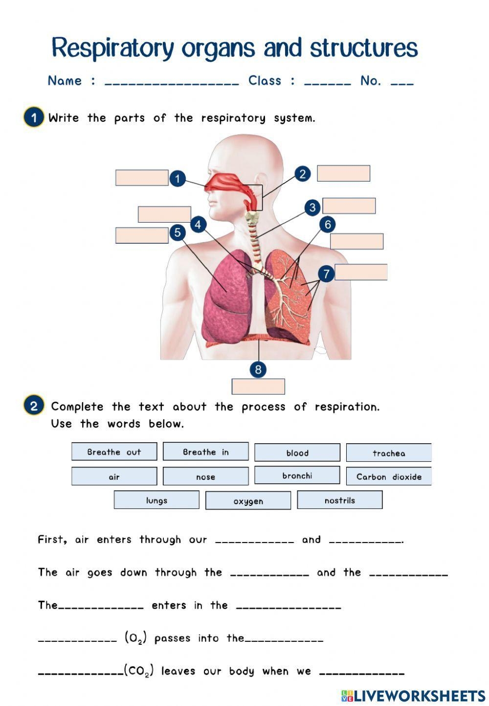Respiratory System Interactive And Downloadable Worksheet You Can 
