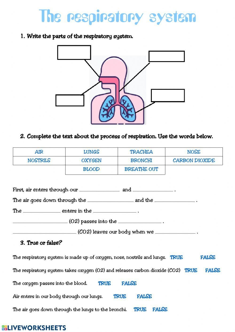 Respiratory System Worksheet Fill In PDF Worksheets Library