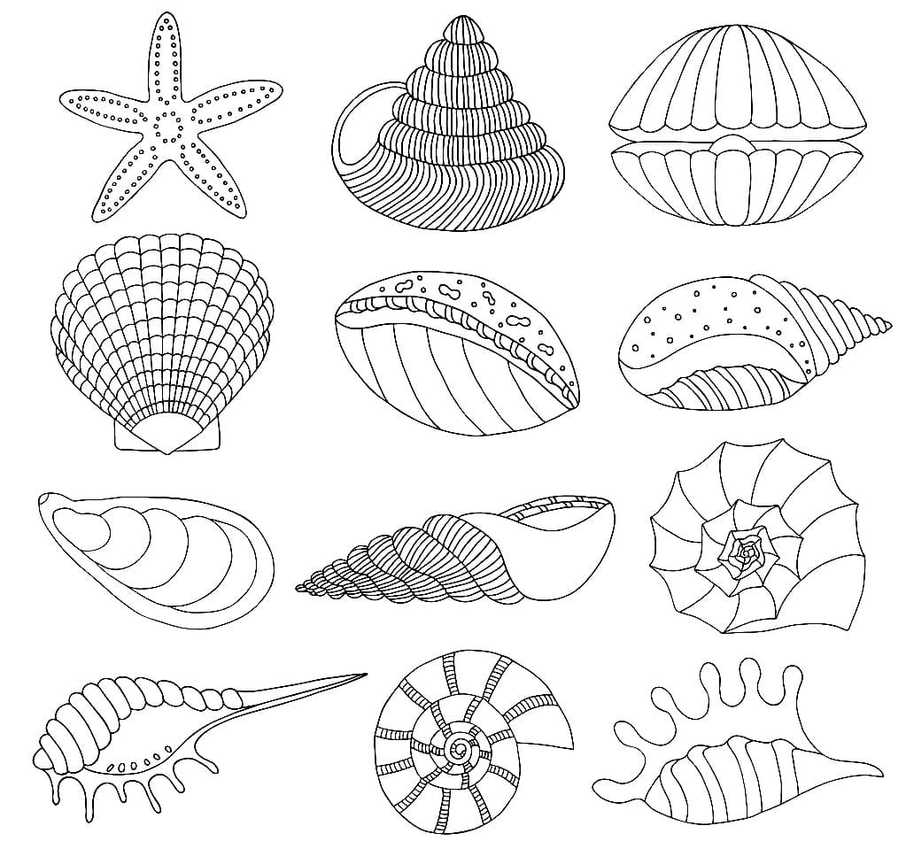 seashell coloring pages seashell coloring pages