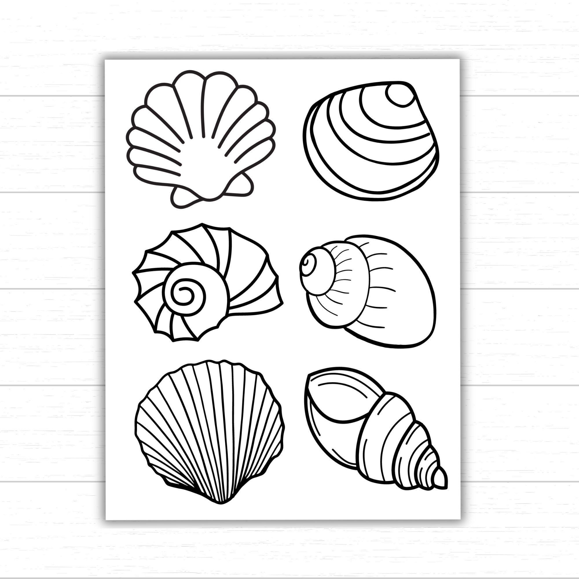 Seashell Coloring Pages Printable Blank Seashell Templates For Crafts Seashell Coloring Pages Printable Blank Seashell Templates For Crafts