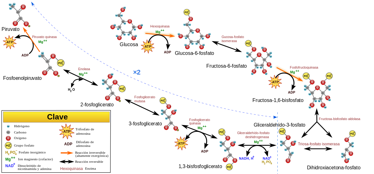 Segundo Paso Worksheet Answers Chapter 1 Writing Practice Worksheet