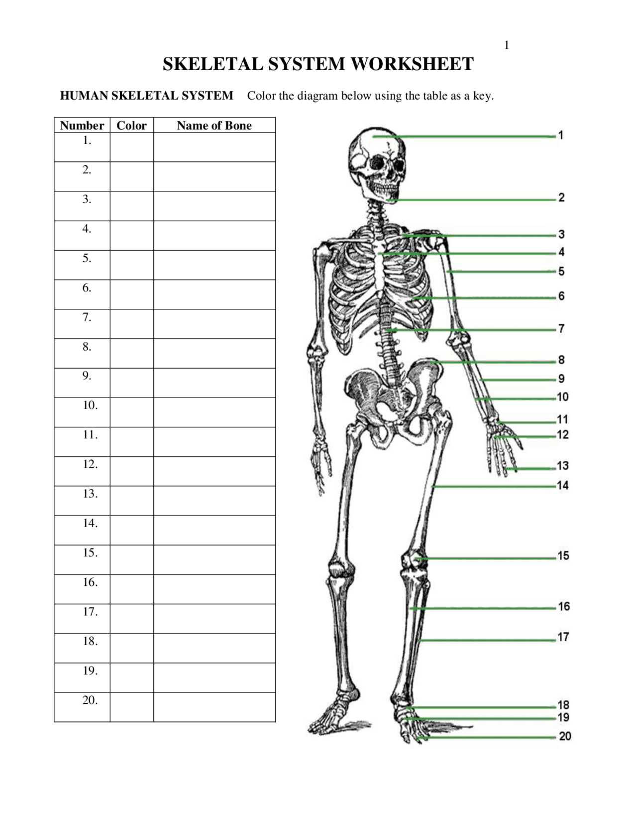 Skeletal System Worksheet Study Notes Anatomy Docsity Worksheets 