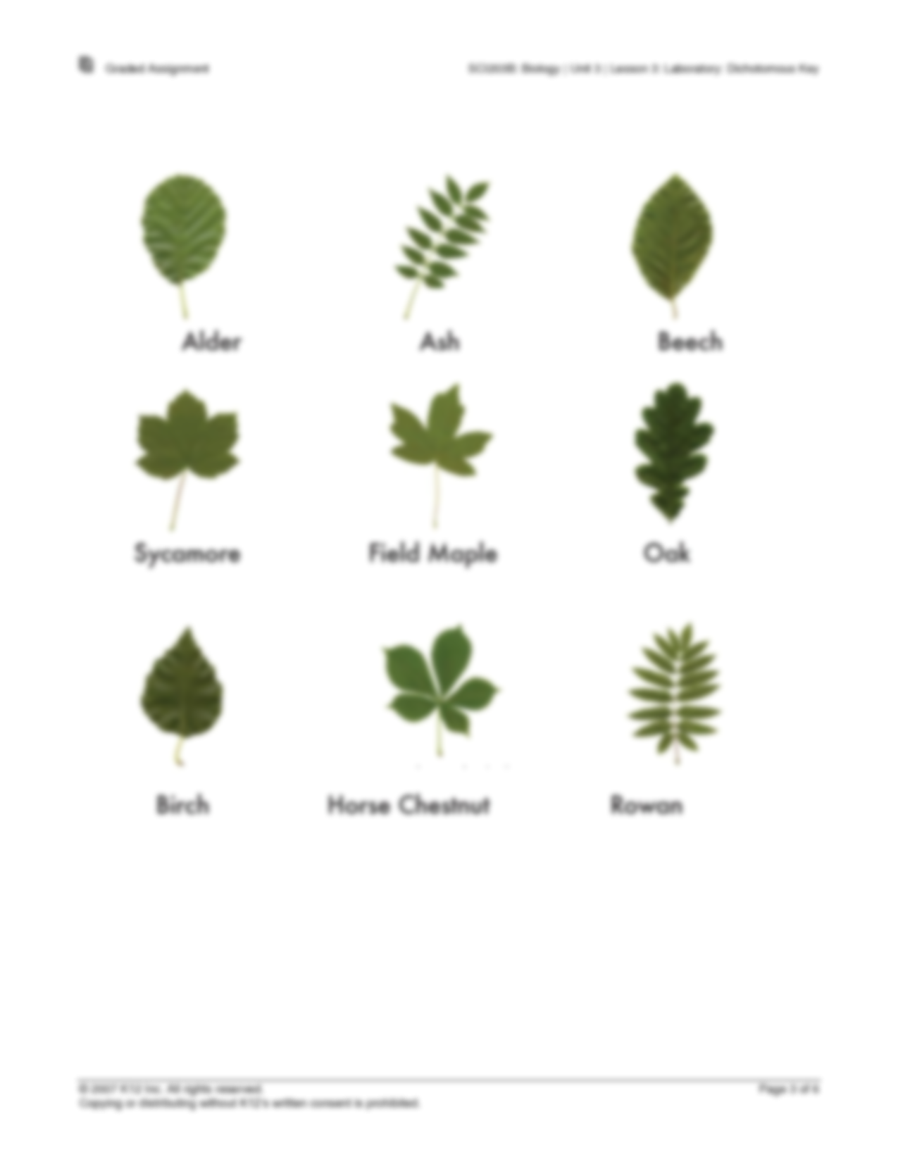 SOLUTION Dichotomous Key Studypool Worksheets Library
