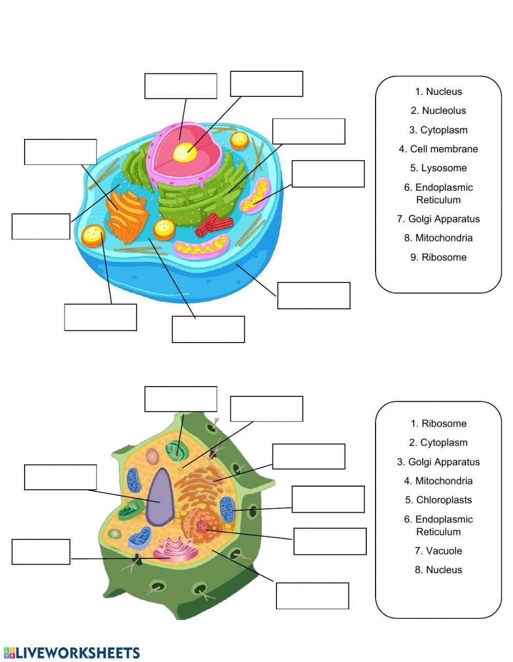 Solved Cell Organelles Worksheet Directions Write The Name 