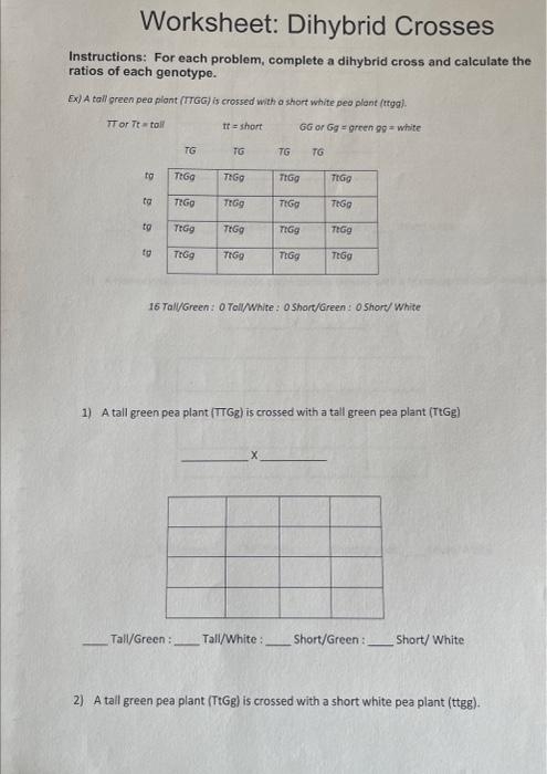dihybrid cross worksheet dihybrid cross worksheet