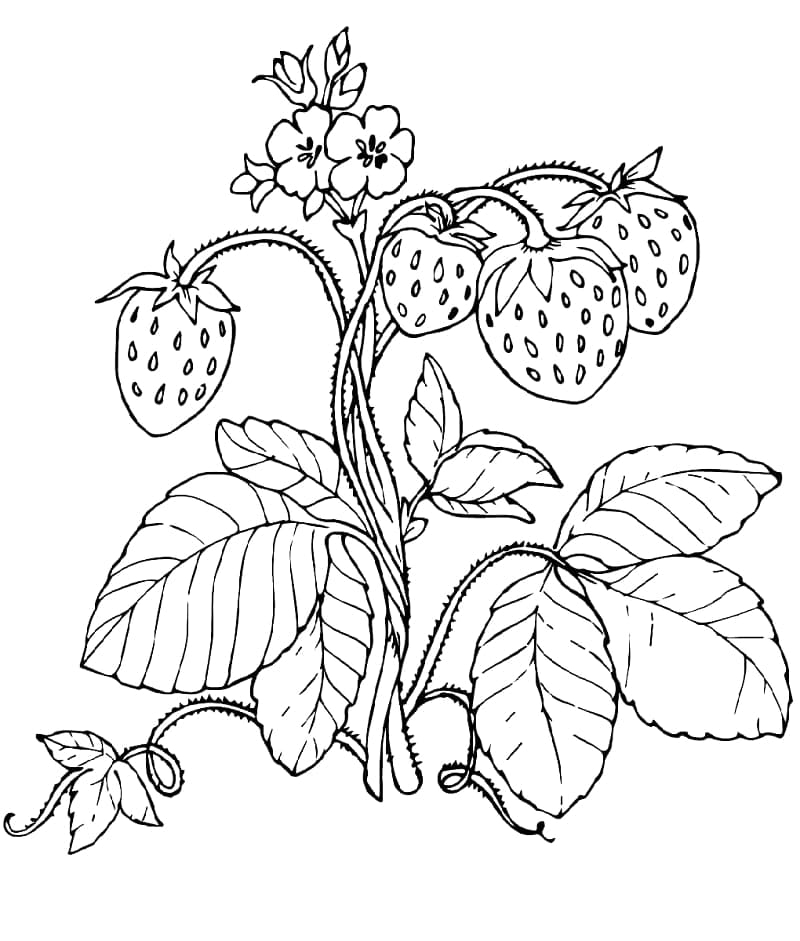 Strawberry Plant Coloring Page Download Print Or Color Online For Free