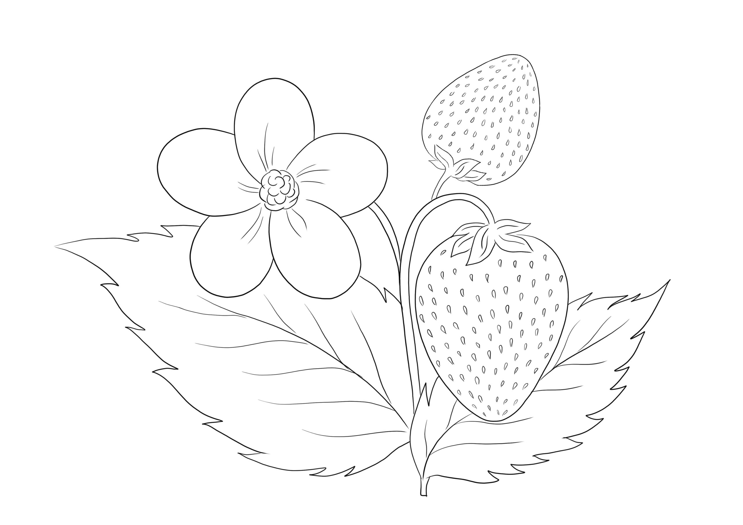 strawberry plant coloring page