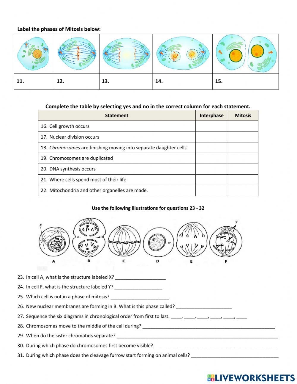 The Cell Cycle And Cancer Worksheet Completed Virtual Lab The 