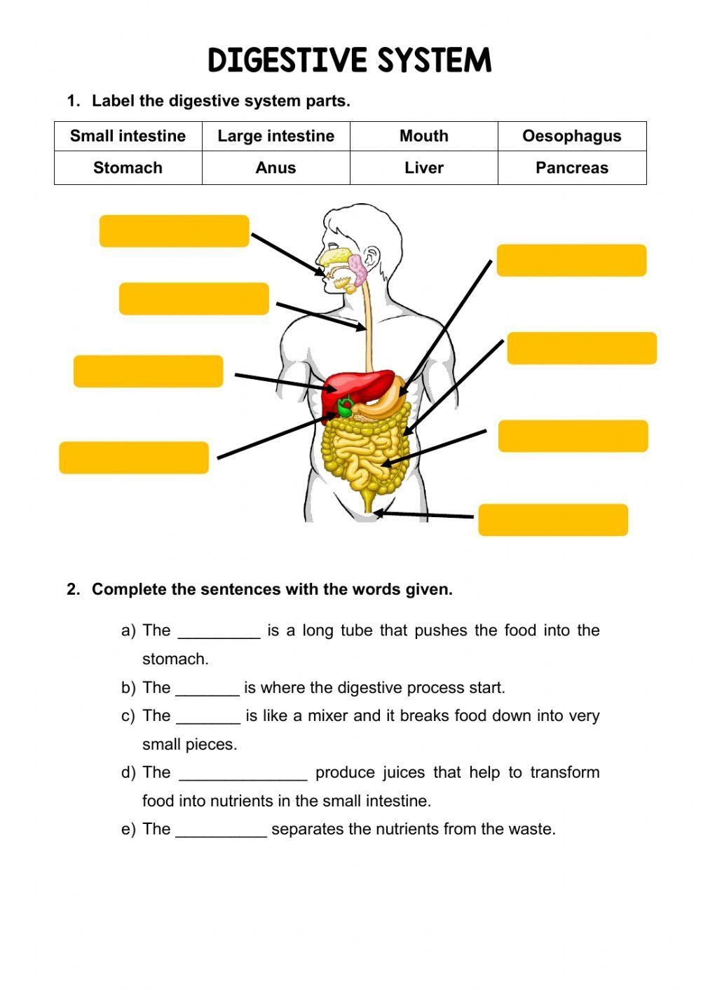 digestive system worksheet digestive system worksheet