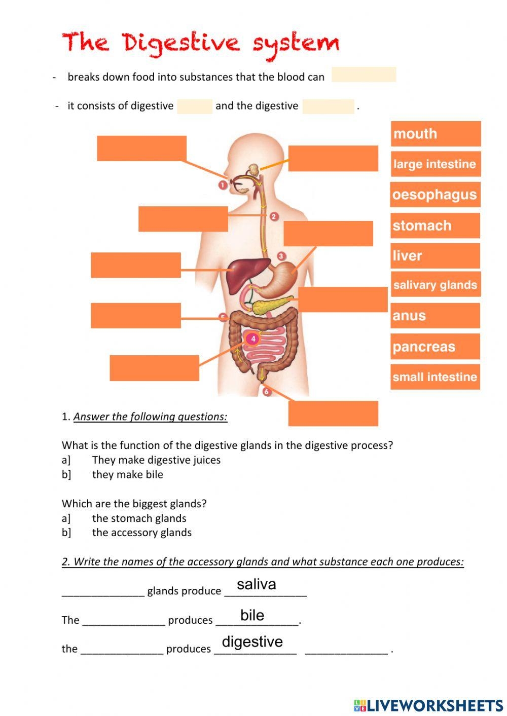 The Digestive System Online Pdf Worksheet For 6 Live Worksheets The Digestive System Online Pdf Worksheet For 6 Live Worksheets