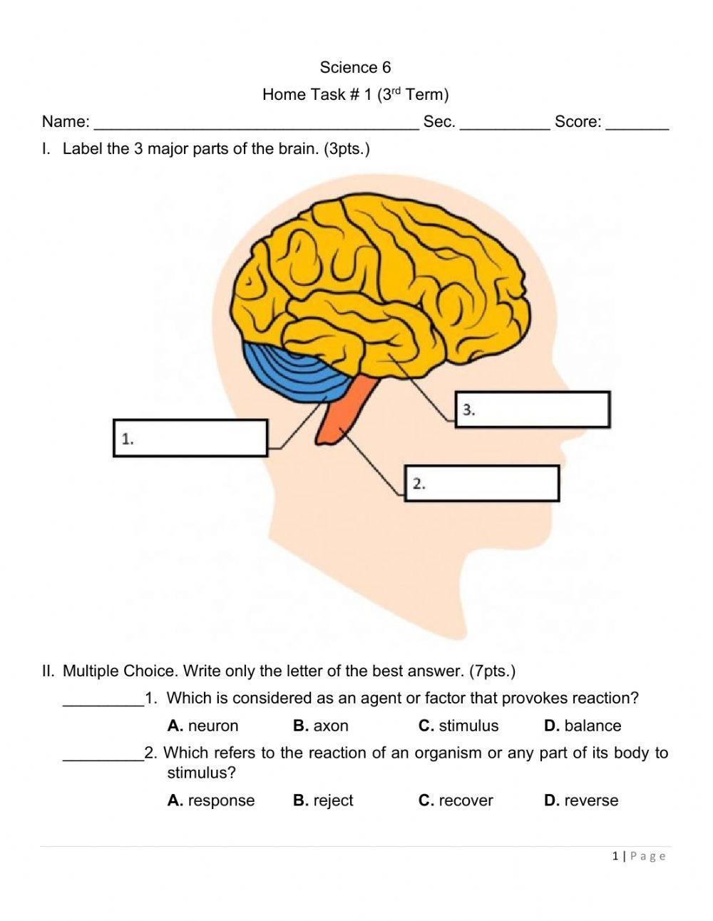 The Nervous System Exercise For 4 Worksheets Library