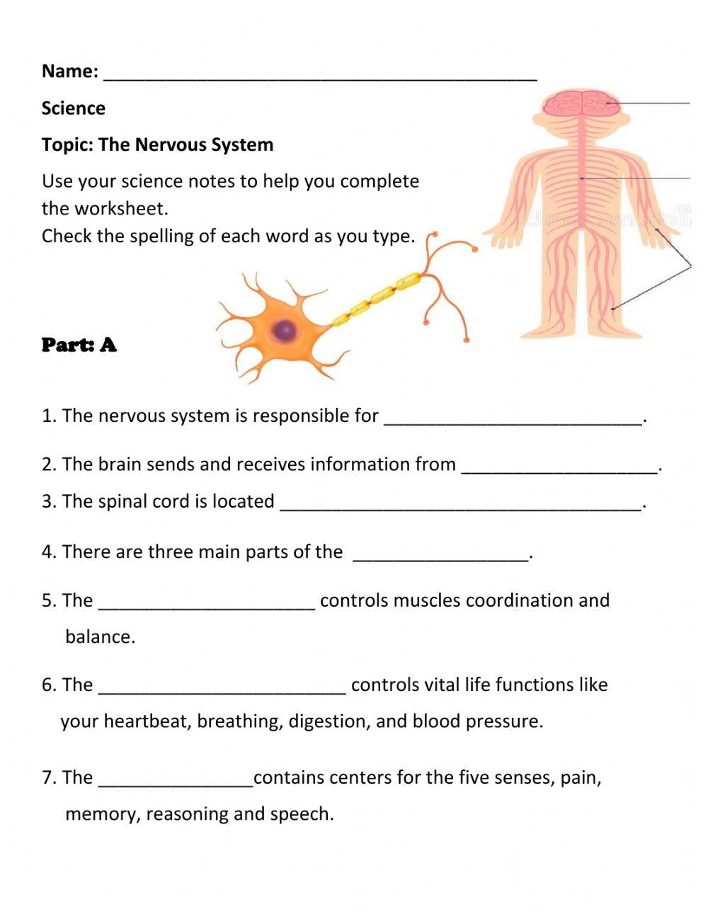 The Nervous System Natural Science Worksheet Worksheets Library