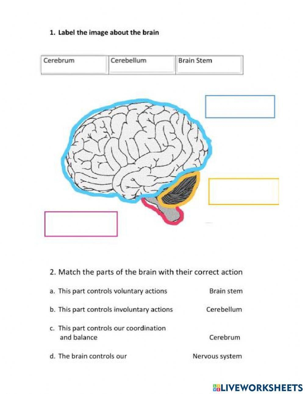 The Nervous System Natural Science Worksheet Worksheets Library