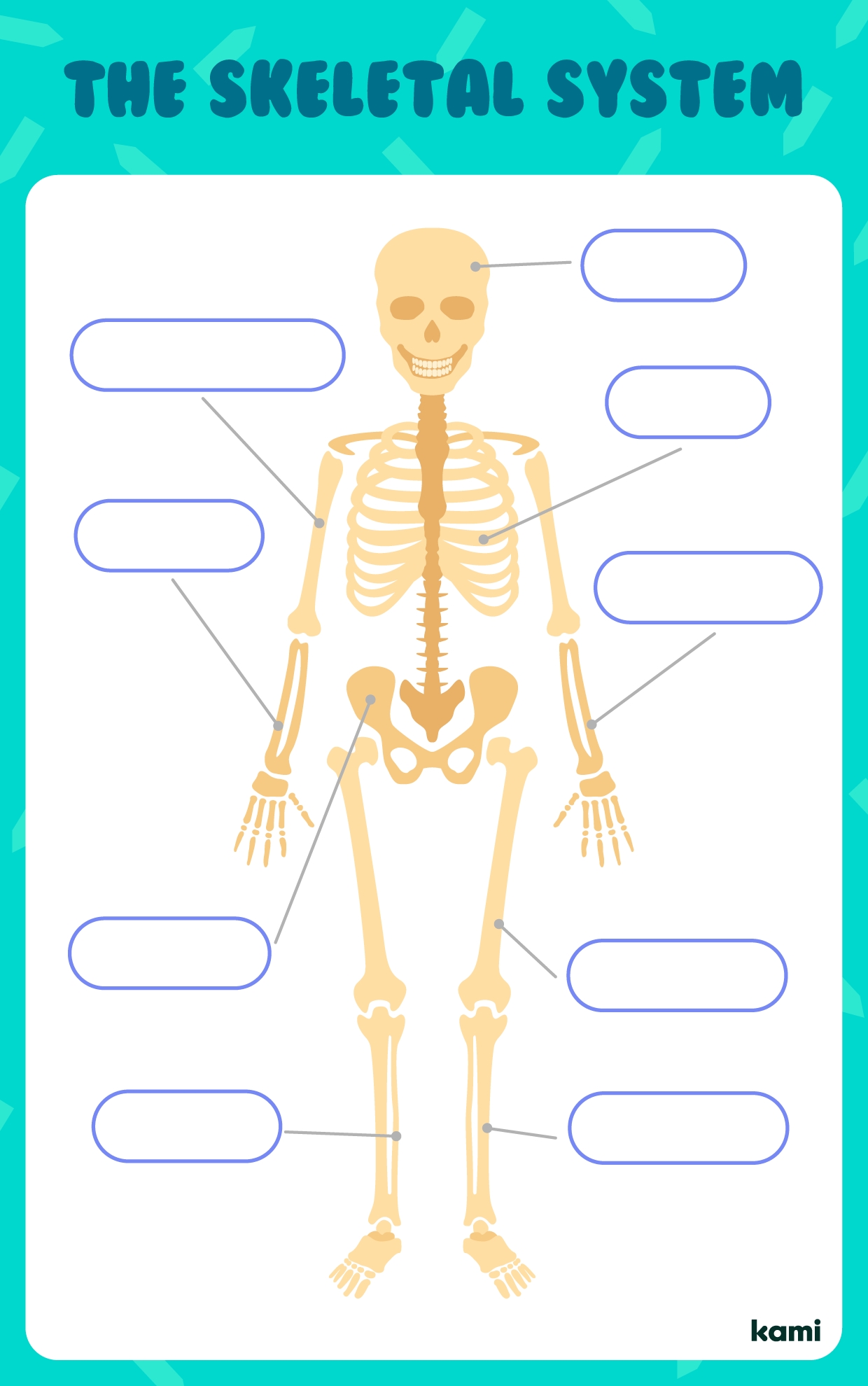 The Skeletal System For Teachers Perfect For Grades 10th 11th 