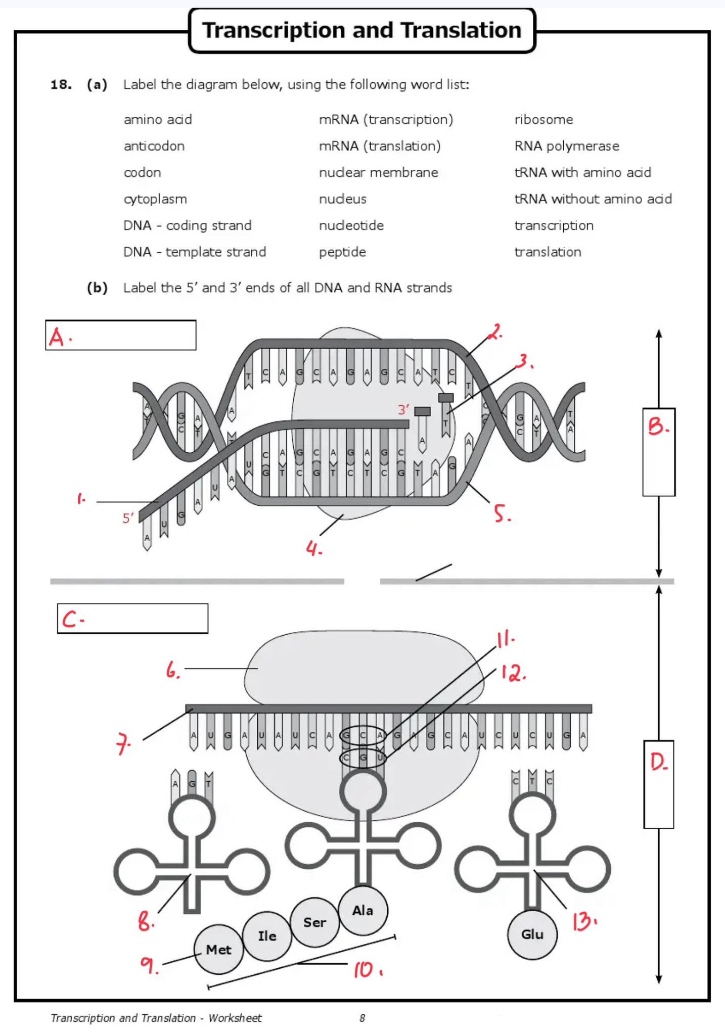Transcription And Translation 18 A Label The StudyX Worksheets Library