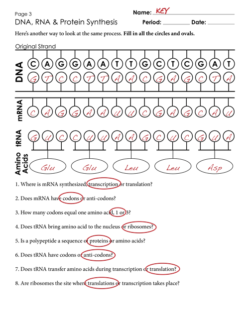 Transcription And Translation Biology Worksheet Writing Practice 
