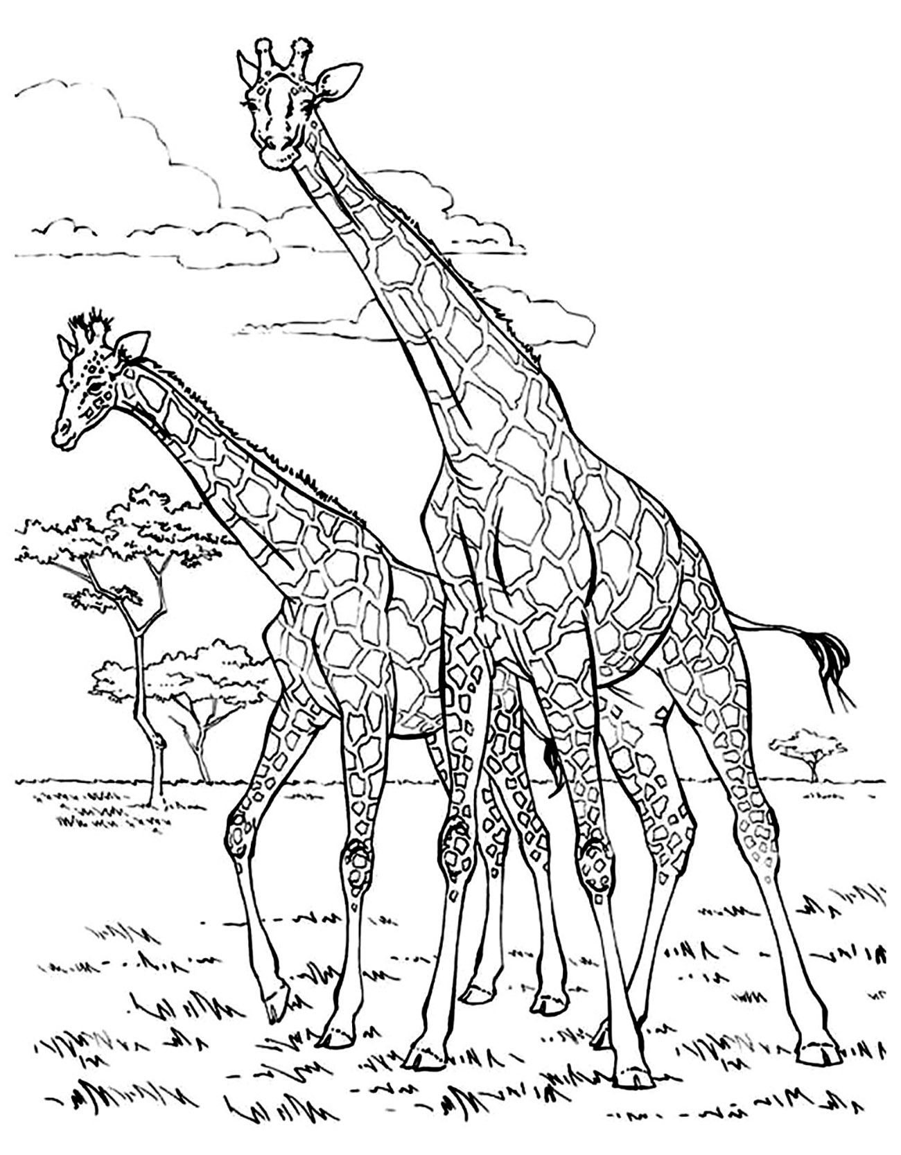 giraffe coloring pages giraffe coloring pages