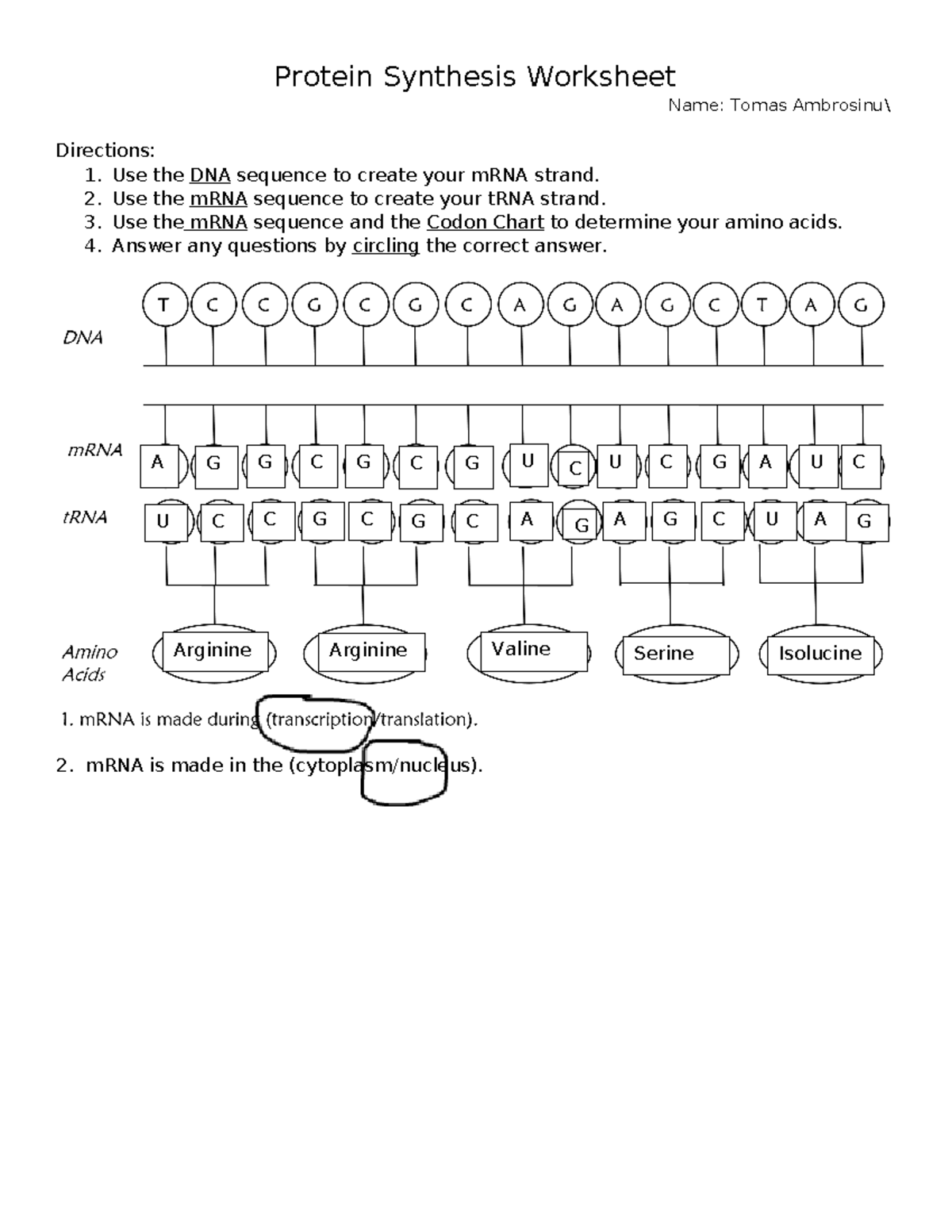 protein synthesis worksheet
