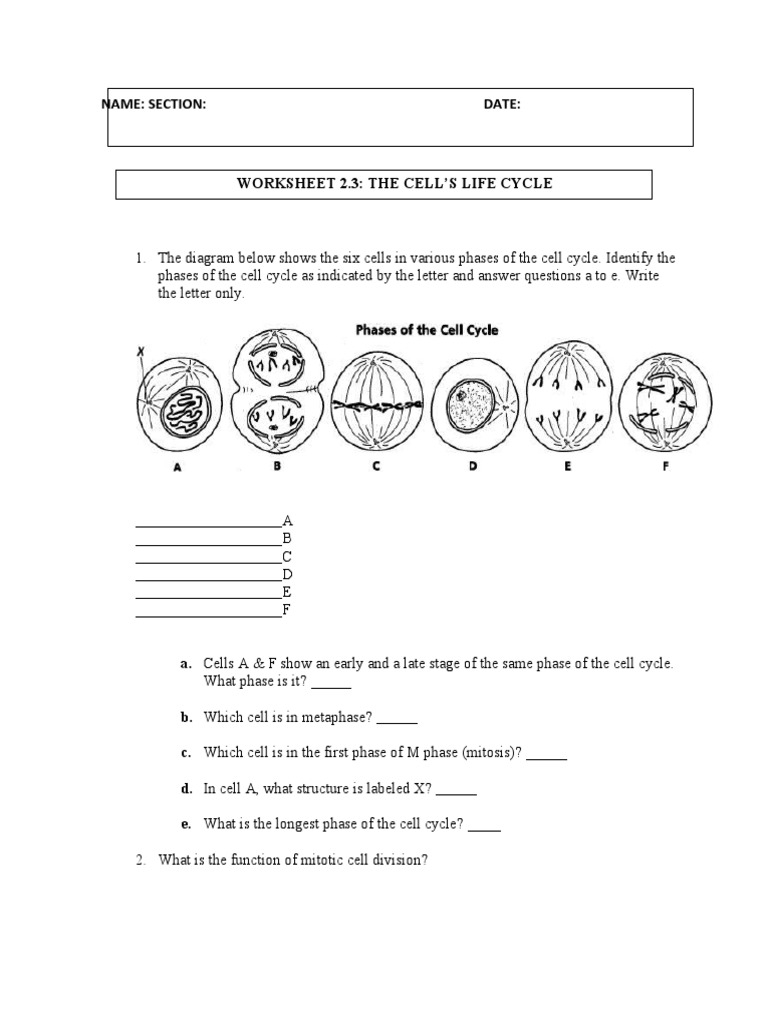 Worksheet 2 3 Cell Cycle PDF Worksheets Library
