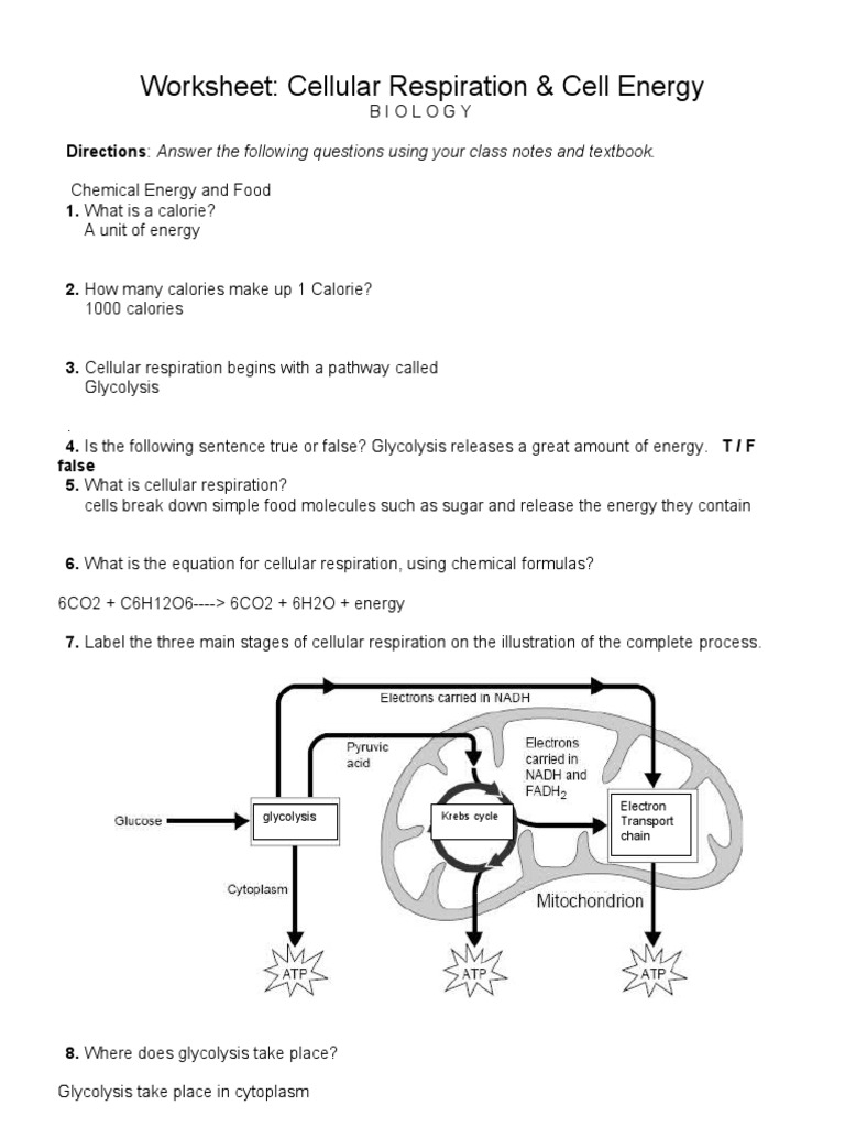 cellular respiration worksheet