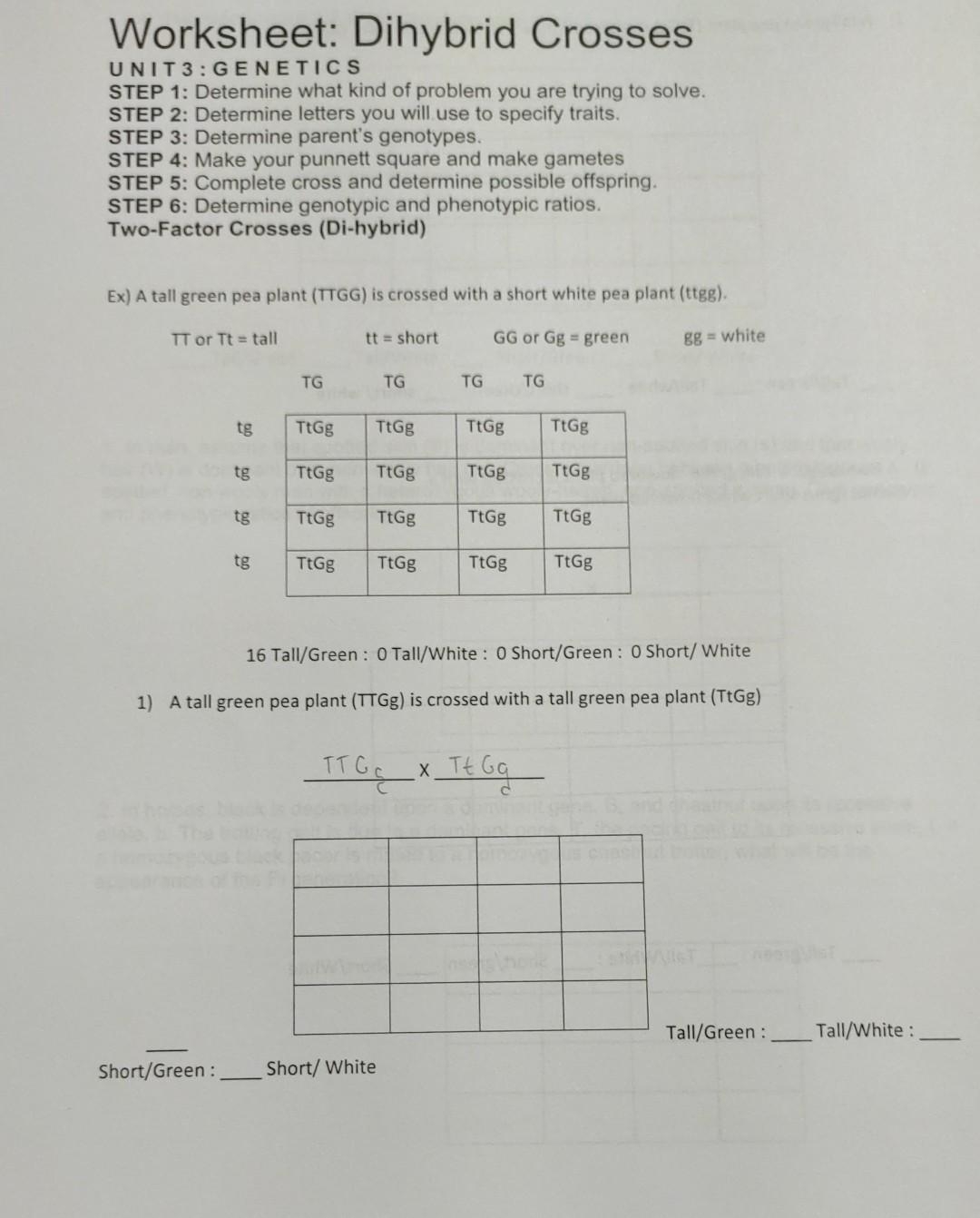 Worksheet Dihybrid Crosses UNIT 3 GEN E TIC S STEP Chegg Worksheet Dihybrid Crosses UNIT 3 GEN E TIC S STEP Chegg
